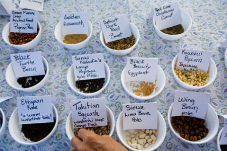 Swap Seeds This Season Image